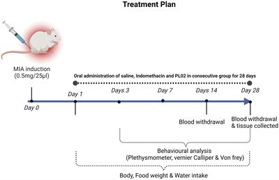 Polyherbal formulation PL02 alleviates pain, inflammation, and subchondral bone deterioration in an osteoarthritis rodent model